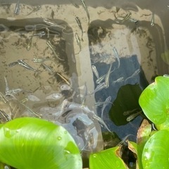 まだまだ元気な黒メダカ😊