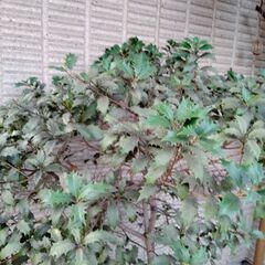 ヒイラギ　植木　ガーデニング　節分