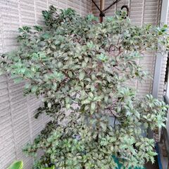 ヒイラギ　植木　ガーデニング　節分の画像