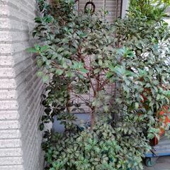 ヒイラギ　植木　ガーデニング　節分の画像