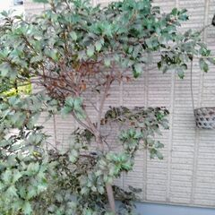 ヒイラギ　植木　ガーデニング　節分の画像