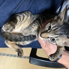 子猫の里親募集　元気いっぱいな男の子です。
