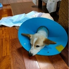 譲渡が白紙になりました　なんとか世話をして行こうと思います　あり...