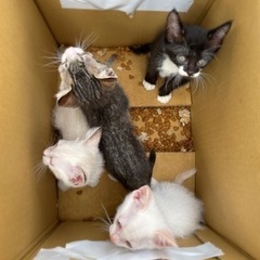 募集一時停止します。7月に産まればかりの子猫です トラ模様 大至急 - 猫
