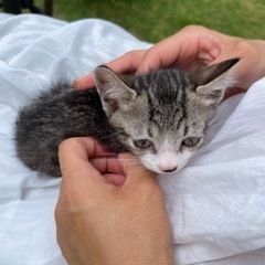 募集一時停止します。7月に産まればかりの子猫です トラ模様 大至急 - 倉敷市