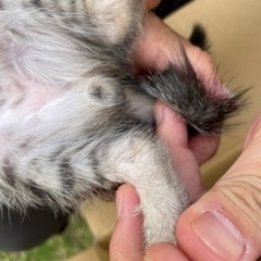 募集一時停止します。7月に産まればかりの子猫です トラ模様 大至急 − 岡山県