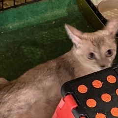 募集一時停止します。7月に産まればかりの子猫です トラ模様 大至急 - 里親募集