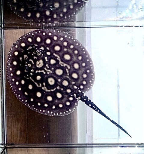 激安！品川血統受け継ぐダイヤモンドポルカ　♀