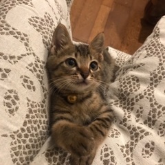 甘えん坊の生後2ケ月のオス子猫♡