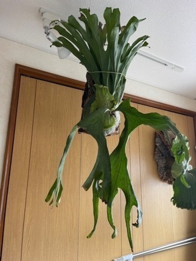 ビカクシダ　スパーバム親株　板付済