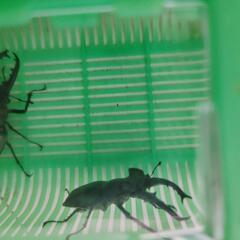 ミヤマクワガタ♂2匹セット