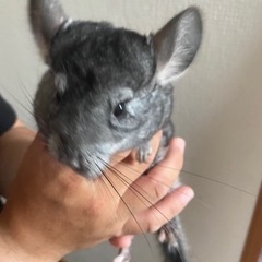 チンチラ　生後6ヶ月