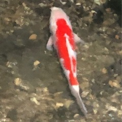錦鯉(紅白)受け渡し者決定致しました