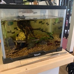 熱帯魚  セルフィンプレコ1匹とパキスタンローチ2匹の画像