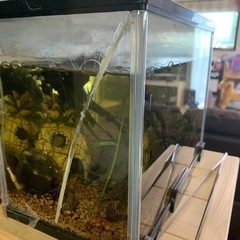 熱帯魚  セルフィンプレコ1匹とパキスタンローチ2匹の画像