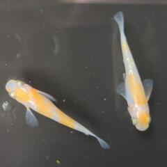 紅白ラメ　成魚　20匹