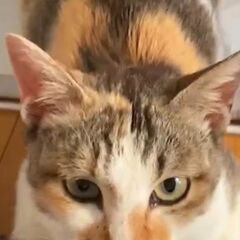 三毛猫　メス　七飯町　引き渡し決まりました。一時受けつけを終了します。