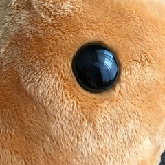 カピバラさん　ぬいぐるみ　2008年バージョンの画像