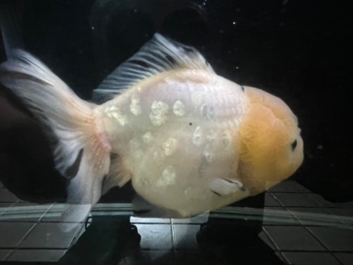 金魚　オランダ獅子頭　メダカ　錦鯉