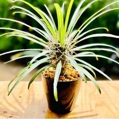 最終値下！良型！珍奇な植物！パキポディウム　ゲアイPachypo...