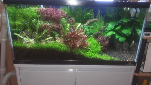自宅に水草水槽いかがですか。
