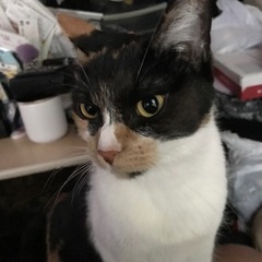 無条件です。