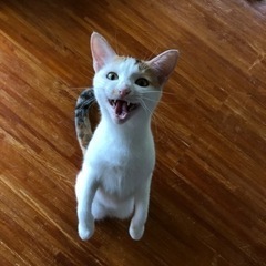 ミケの里親募集