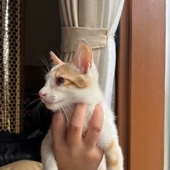 1.5ヶ月の男の子です