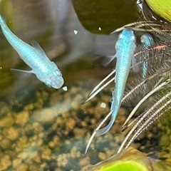 メダカ みゆき 幹之 10匹 7月後半生まれ ＋おまけの画像