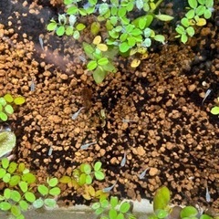 メダカ みゆき 幹之 10匹 7月後半生まれ ＋おまけの画像