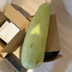 夕顔