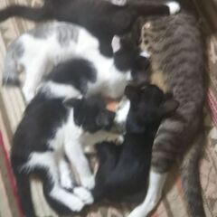 10/23 残り3匹です！妊娠中のノラ猫が住みつき５頭の子猫を産...