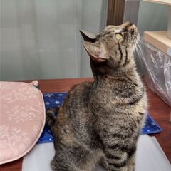 生後8～9ヵ月の雌ねこの里親募集 - 米子市