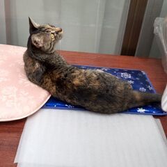 生後8～9ヵ月の雌ねこの里親募集 - 猫