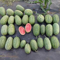 枕スイカ🍉