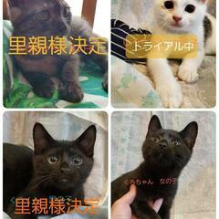 子猫里親募集