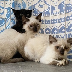 シャム、クロ、ハチワレ4姉妹 (キン) 神水交差点の猫の里親募集