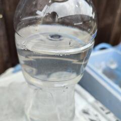ゾウリムシ　500ml