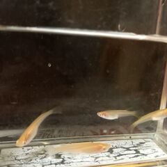 アルビノメダカ　5匹　