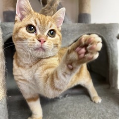 アメショー♀里親さん募集中