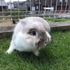ライオンラビット　里親募集