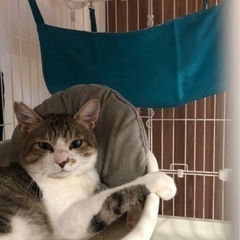 1歳オス猫の里親を募集します
