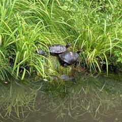 ウォーキング友達募集 − 宮城県