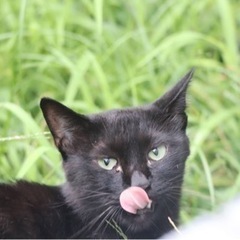 黒猫ちゃんの里親様募集