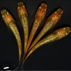 メダカ　金魚　鯉　ウーパールーパー