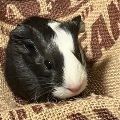 モルモットの里親募集中