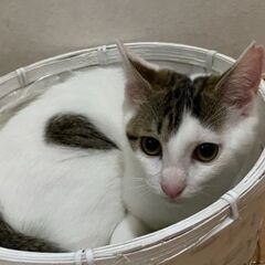 ８月21日（日)三鷹で猫の譲渡会🌷🌷夏を乗り切った猫達特集🌷🌷黒...