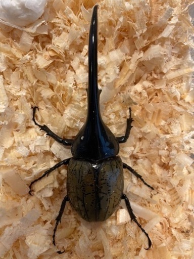 DHヘラクレス　成虫　オス単品　139㎜　最終値下げ