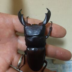 【企画　第１弾】成虫ペア