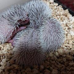 ハリネズミ